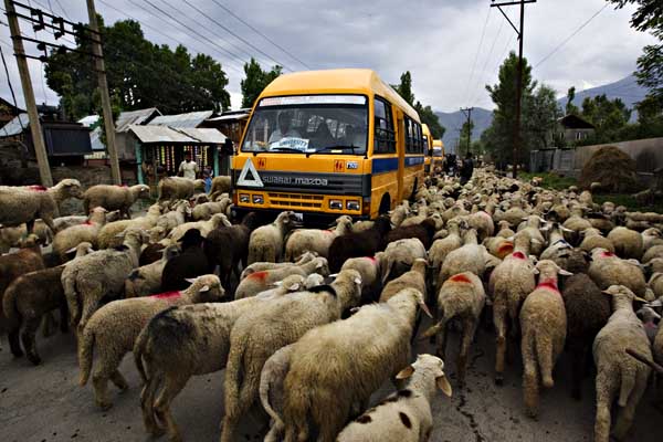 bus-and-sheep-9125-600-pix.jpg